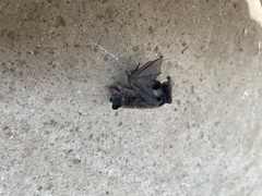 Myotis velifer