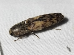 Pherhimius fascicularis