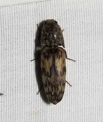 Pherhimius fascicularis