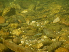 Alburnoides bipunctatus