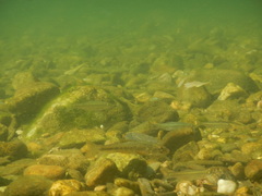 Alburnoides bipunctatus