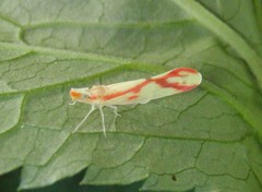 Otiocerus coquebertii