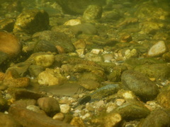 Alburnoides bipunctatus