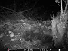 Antrostomus arizonae