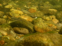 Phoxinus septimaniae