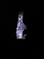 Psiloscops flammeolus