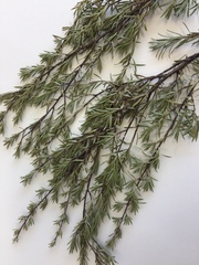 Kunzea linearis