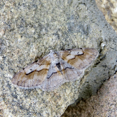 Stenoporpia macdunnoughi