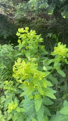Euphorbia squamosa
