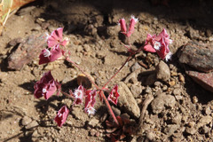 Sidotheca emarginata