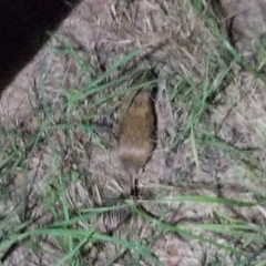 Chaetodipus hispidus