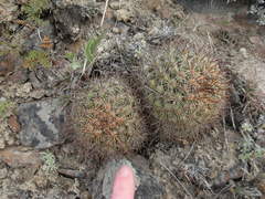 Pediocactus nigrispinus