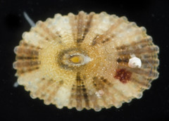Diodora