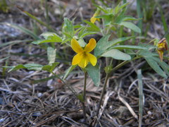 Viola lobata