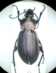 Carabus arvensis