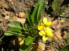 Viola nuttallii