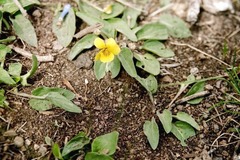 Viola vallicola