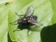 Rhinomorinia sarcophagina