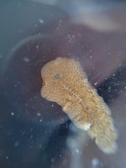 Leptoplanoidea