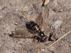 Meligramma cingulata