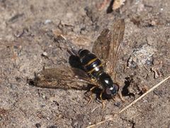 Meligramma cingulata