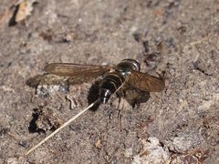 Meligramma cingulata