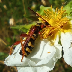 Stenopterus mauritanicus