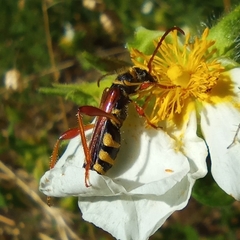 Stenopterus mauritanicus