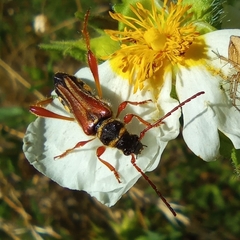 Stenopterus mauritanicus