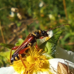 Stenopterus mauritanicus