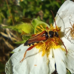 Stenopterus mauritanicus