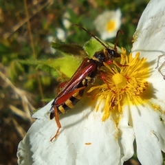 Stenopterus mauritanicus