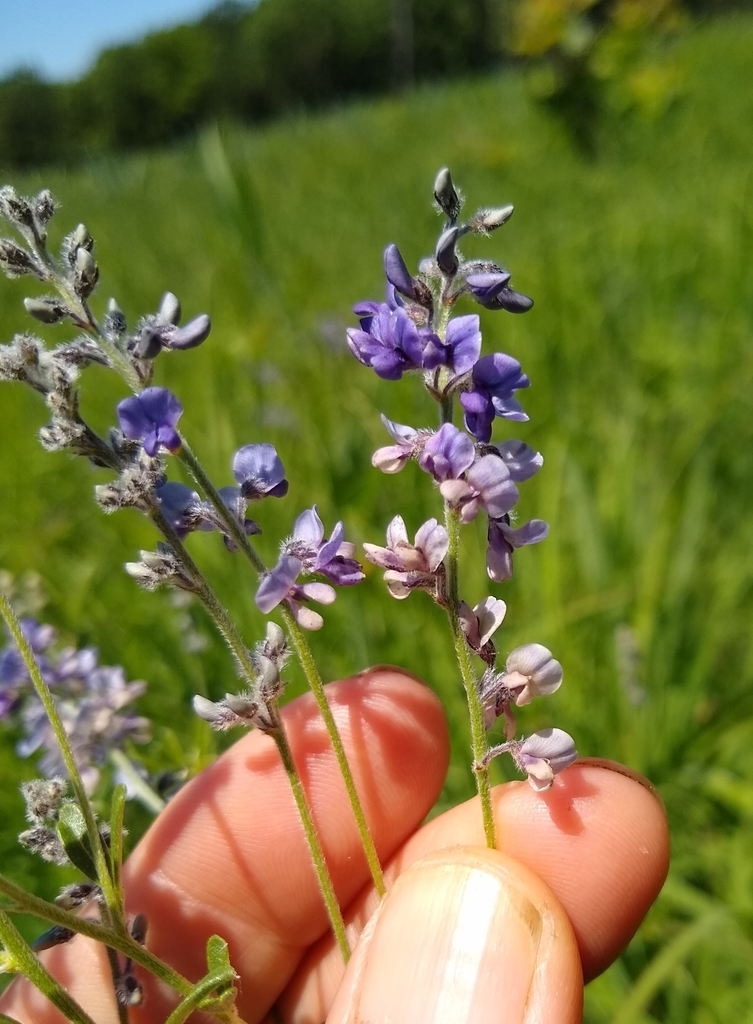 breadroots and scurfpeas (Fabaceae (Pea) of the Pacific Northwest ...