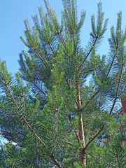 Pinus sylvestris