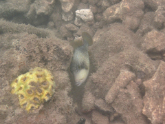 Pseudobalistes flavimarginatus