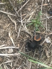Phidippus purpuratus