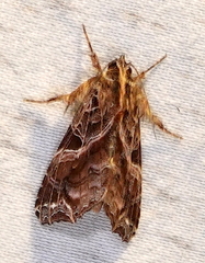 Callopistria floridensis