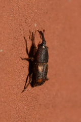 Sitophilus oryzae