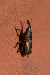 Sitophilus oryzae