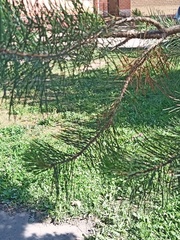 Pinus sylvestris