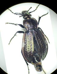 Carabus arvensis