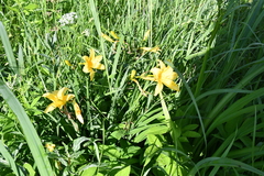 Hemerocallis lilioasphodelus