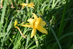 Hemerocallis lilioasphodelus