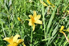 Hemerocallis lilioasphodelus