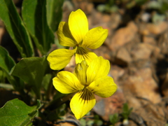Viola nuttallii