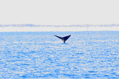 Eubalaena glacialis