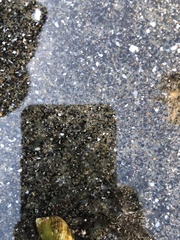 Oligocottus maculosus