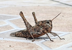 Xyleus discoideus angulatus