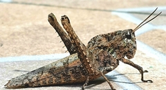 Xyleus discoideus angulatus