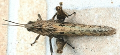 Xyleus discoideus angulatus